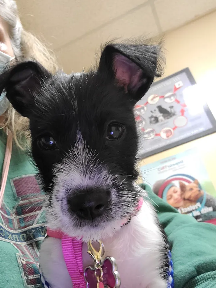 AVS Animal Hospital 9