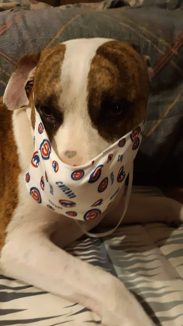 AVS Animal Hospital 1