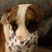 AVS Animal Hospital ico