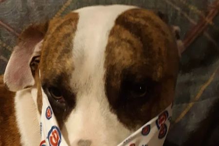 AVS Animal Hospital