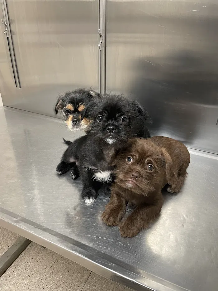 Allied Animal HealthCare 12