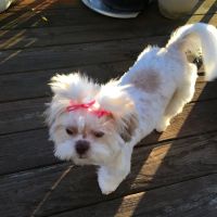 Fayetteville Animal Hospital ico