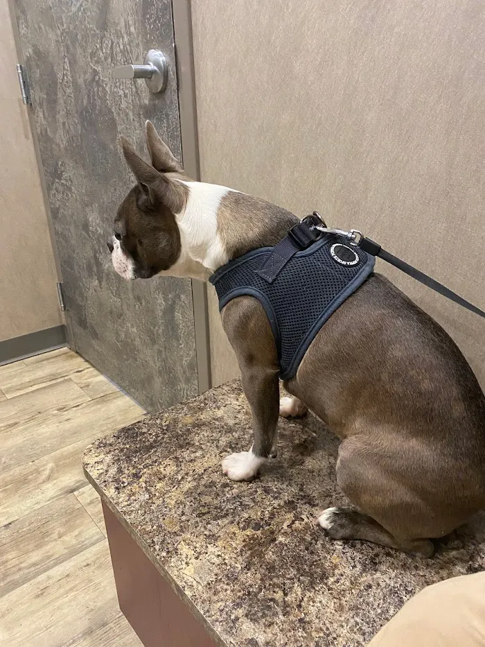 Fayetteville Animal Hospital 12