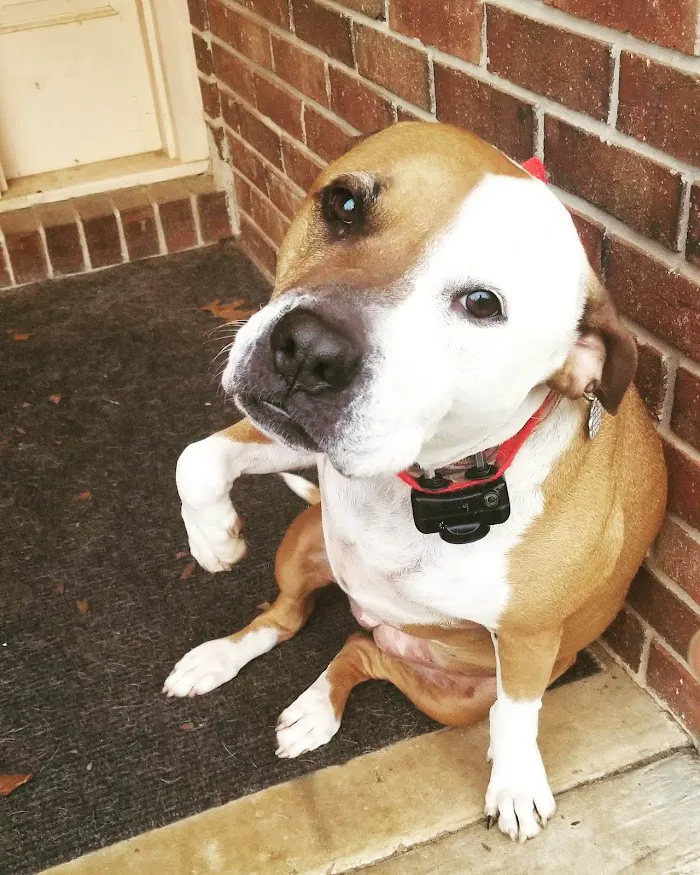 Fayetteville Animal Hospital 12