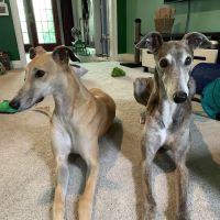 Fayette Veterinary Medical Center ico