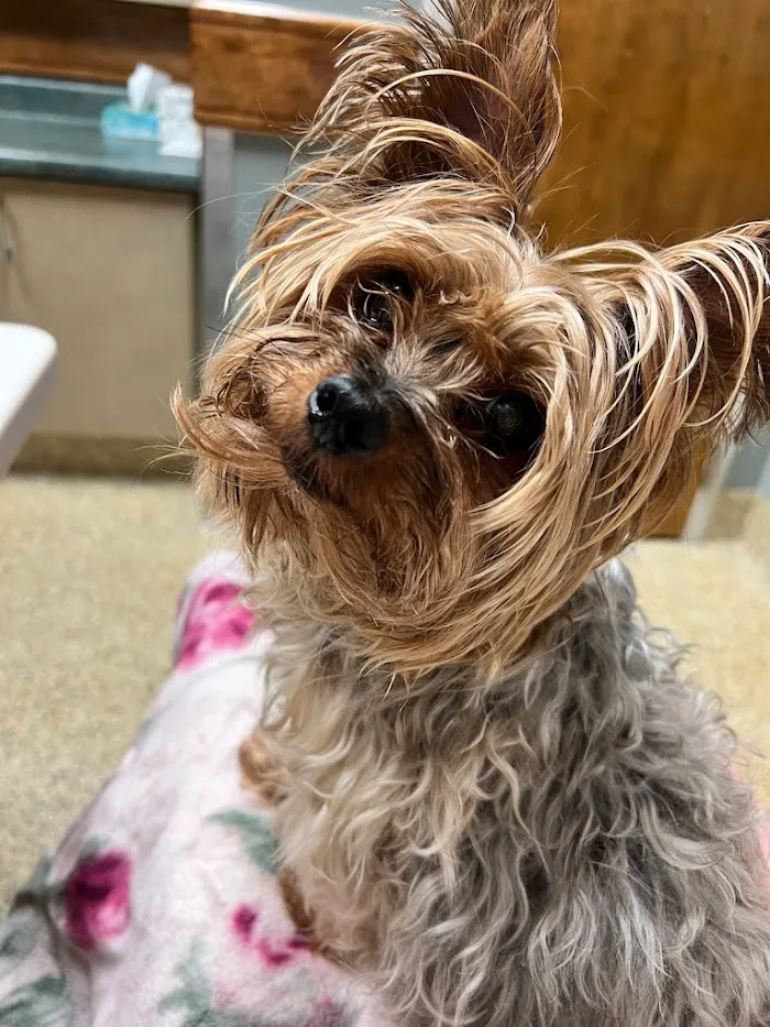 Union City Veterinary Medical Center & Emergency Clinic 3
