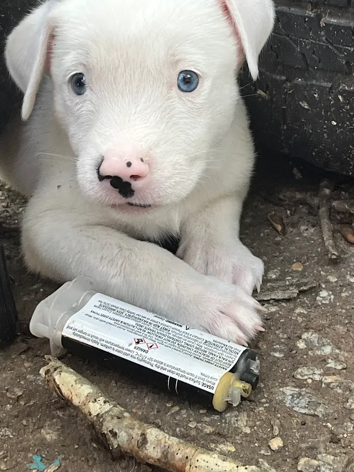 Union City Veterinary Medical Center & Emergency Clinic 9