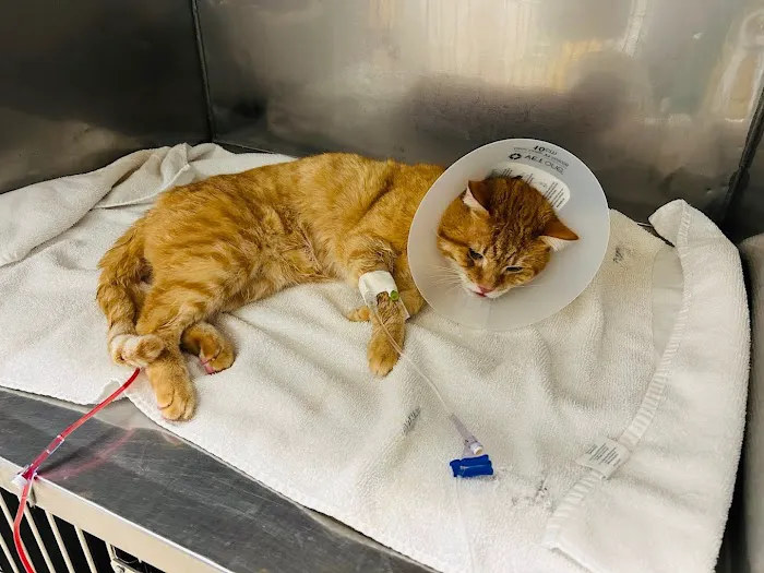 Union City Veterinary Medical Center & Emergency Clinic 7
