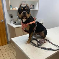 Union City Veterinary Medical Center & Emergency Clinic ico