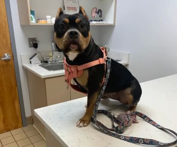 Union City Veterinary Medical Center & Emergency Clinic