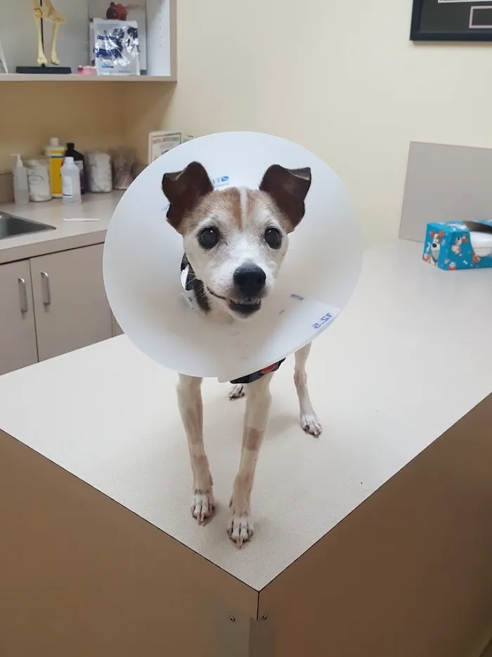 Union City Veterinary Medical Center & Emergency Clinic 2