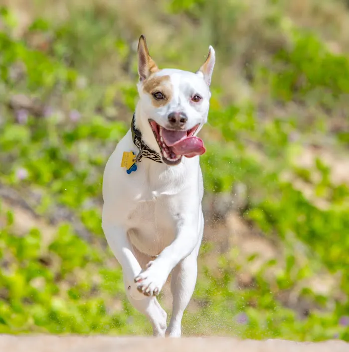 Applewood Animal Hospital 3
