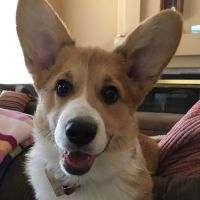 VCA Del Lago Animal Hospital ico