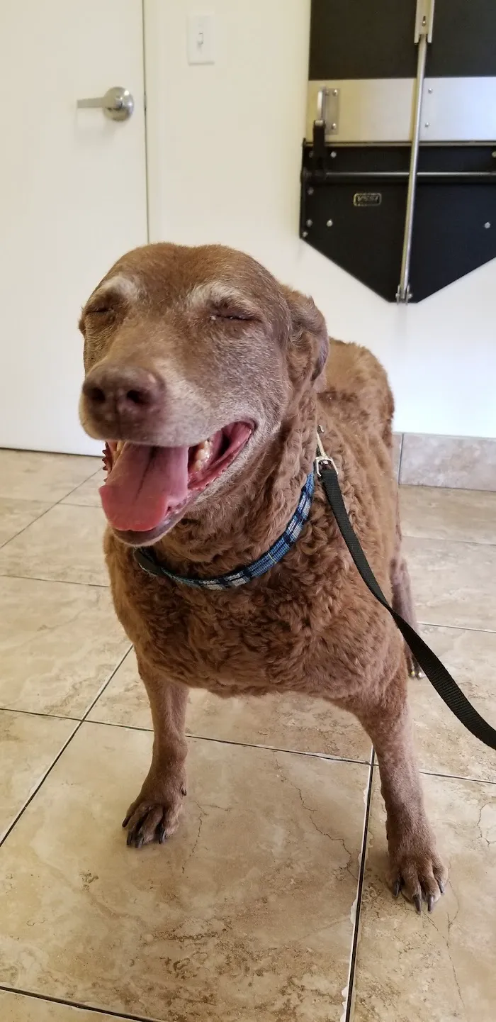 Topaz Veterinary Clinic 12