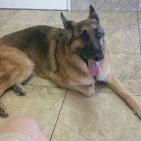 Topaz Veterinary Clinic ico