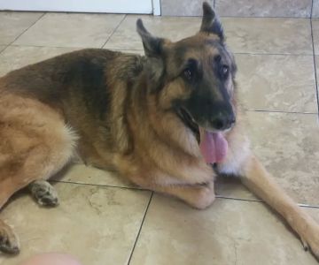 Topaz Veterinary Clinic