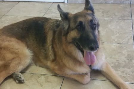 Topaz Veterinary Clinic