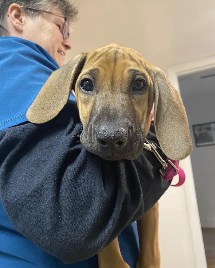 Neighborhood Veterinary Clinic 12