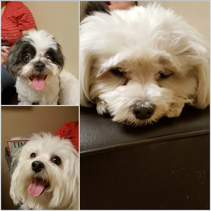 VCA Mesa Animal Hospital 12