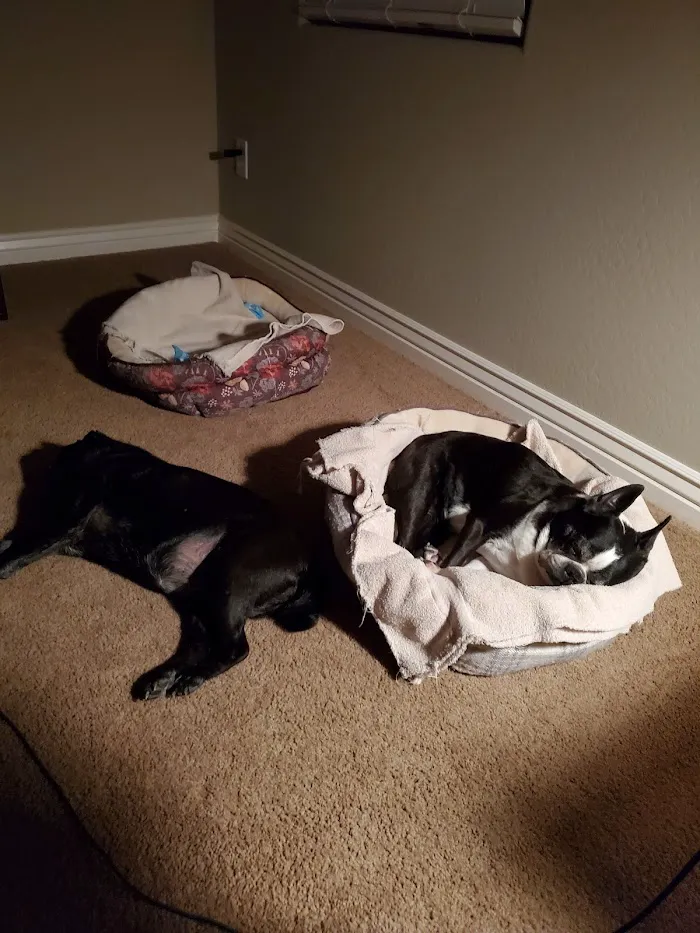 VCA Mesa Animal Hospital 12