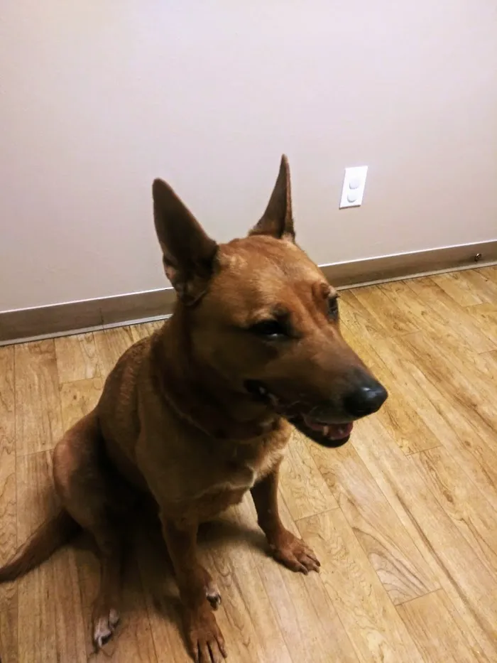 VCA Mesa Animal Hospital 12