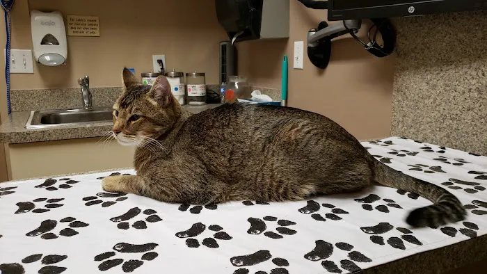 VCA Mesa Animal Hospital 12