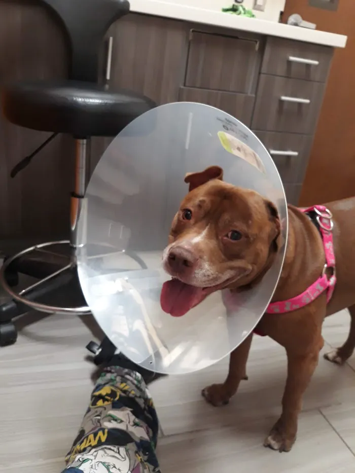 VCA Mesa Animal Hospital 12