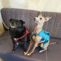 Ahwatukee Animal Care Hospital ico