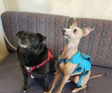 Ahwatukee Animal Care Hospital