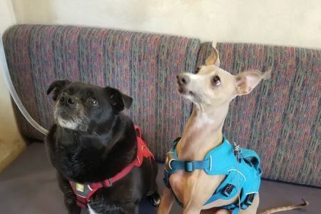 Ahwatukee Animal Care Hospital