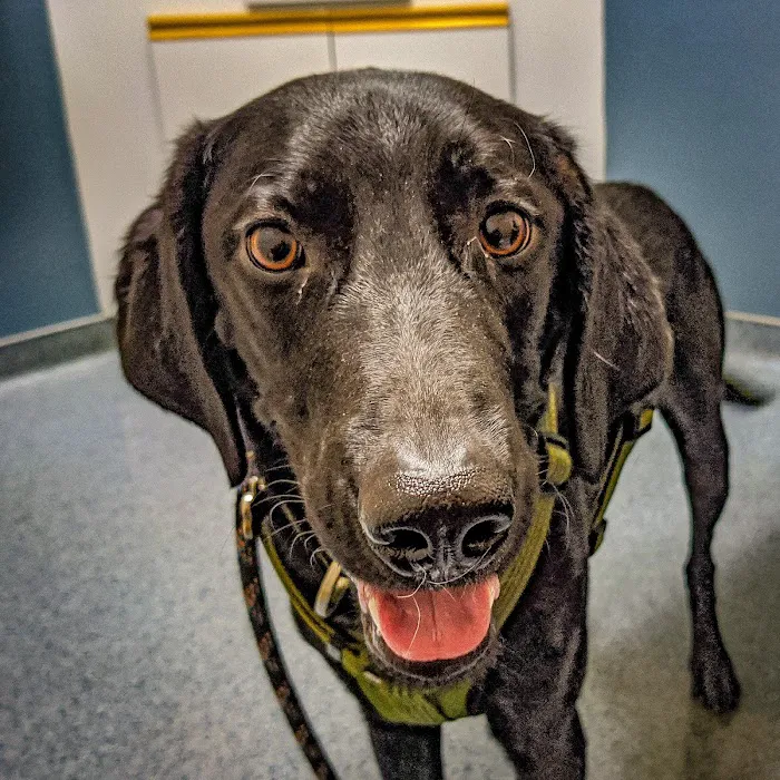 Ahwatukee Animal Care Hospital 12