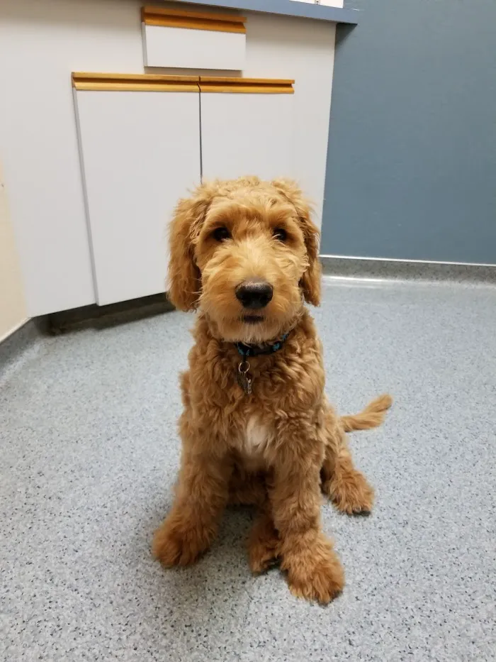 Ahwatukee Animal Care Hospital 12