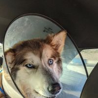 VCA University Animal Hospital ico