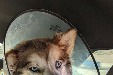 VCA University Animal Hospital