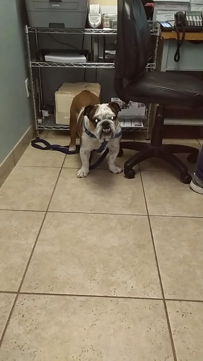 Arizona Spay & Neuter Clinic Your Low Cost Vet of Scottsdale 5