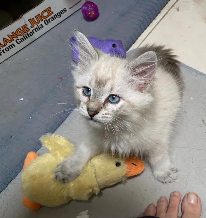 Arizona Spay & Neuter Clinic Your Low Cost Vet of Scottsdale 8