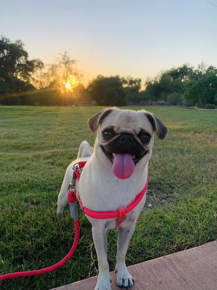 Arizona Spay & Neuter Clinic Your Low Cost Vet of Scottsdale 7