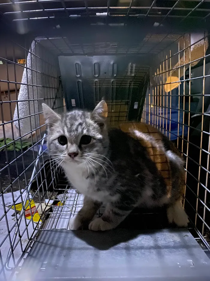 Arizona Spay & Neuter Clinic Your Low Cost Vet of Scottsdale 6