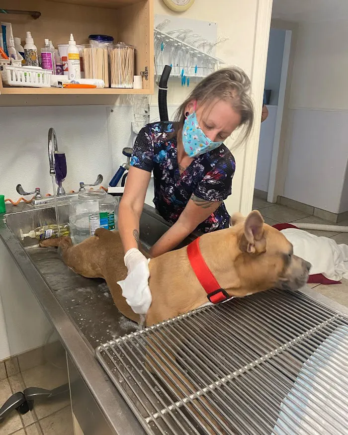 Arizona Spay & Neuter Clinic Your Low Cost Vet of Scottsdale 4