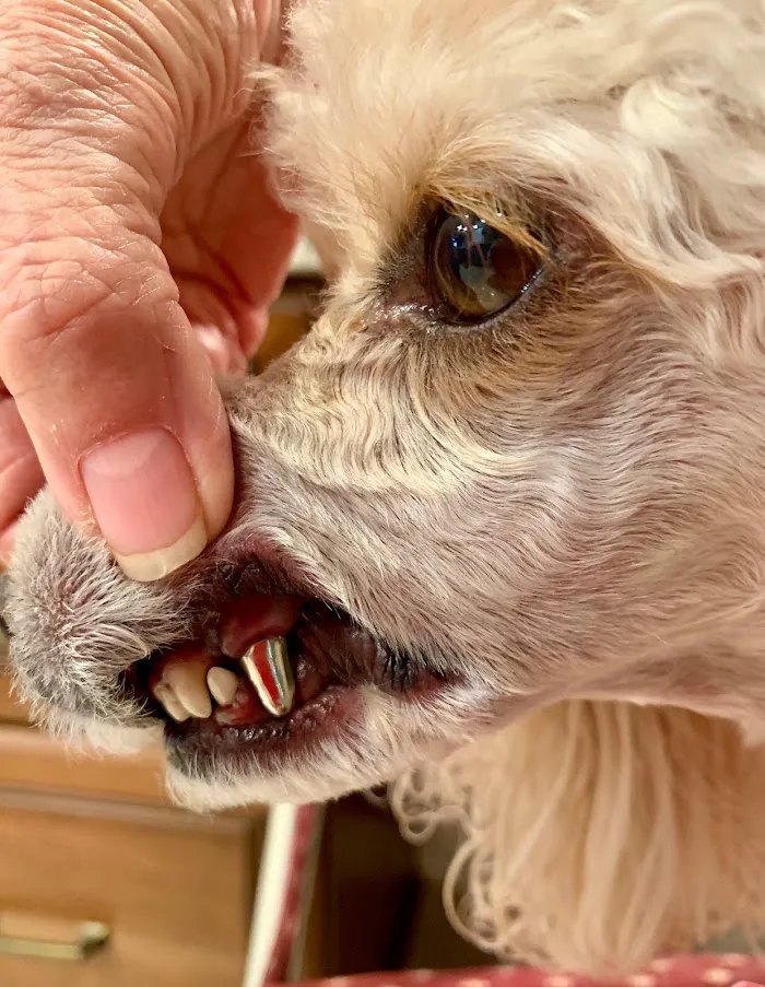 Arizona Veterinary Dental Specialists - Scottsdale 12