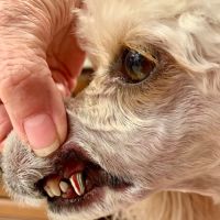 Arizona Veterinary Dental Specialists - Scottsdale ico