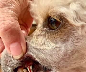 Arizona Veterinary Dental Specialists - Scottsdale