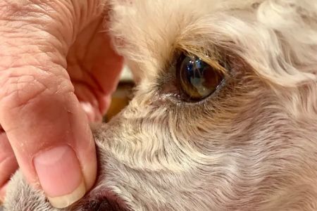Arizona Veterinary Dental Specialists - Scottsdale