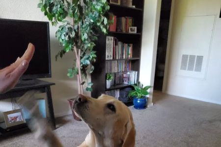 Banfield Pet Hospital