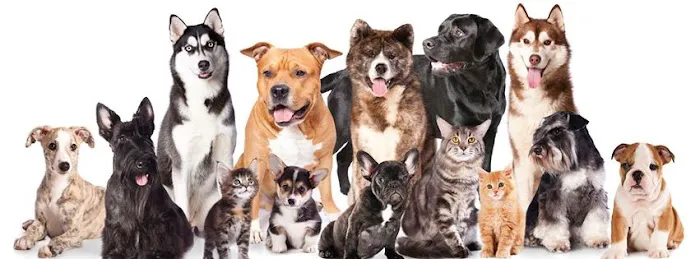 Tempe Veterinary Hospital 12