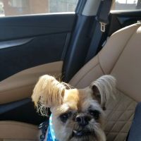 Tempe Veterinary Hospital ico
