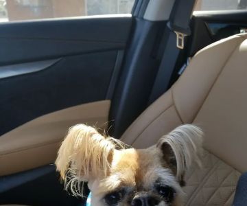 Tempe Veterinary Hospital