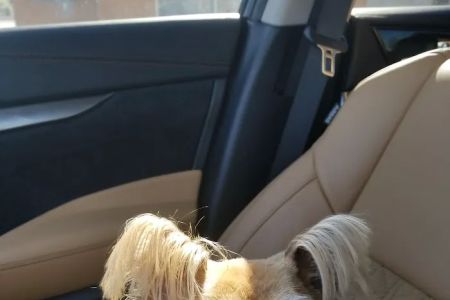Tempe Veterinary Hospital