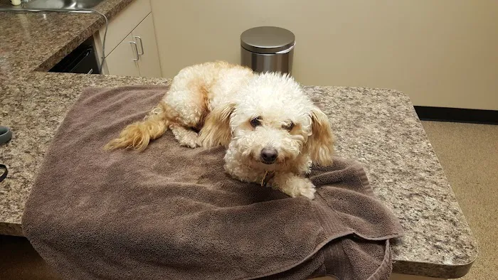 Tempe Veterinary Hospital 12