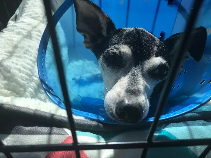 Tempe Veterinary Hospital 12